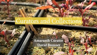 Amaranth Curator David Brenner | Curators and Collections