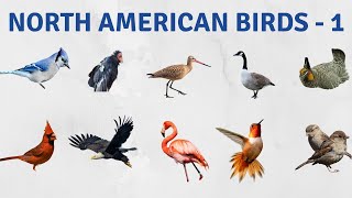 North American birds list  Part 1 I North American birds for kids | Manthan's Animal World