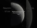 Unleash the Power of Thought: The Secret Life of Neurons