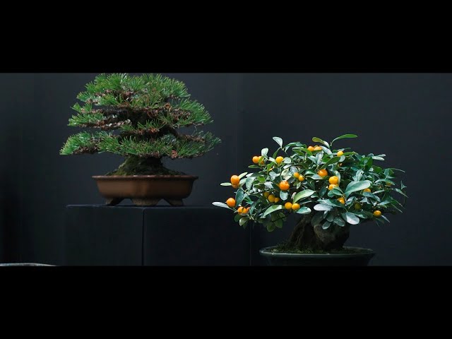 第48回 雅風展を開催いたしました。 - YouTube