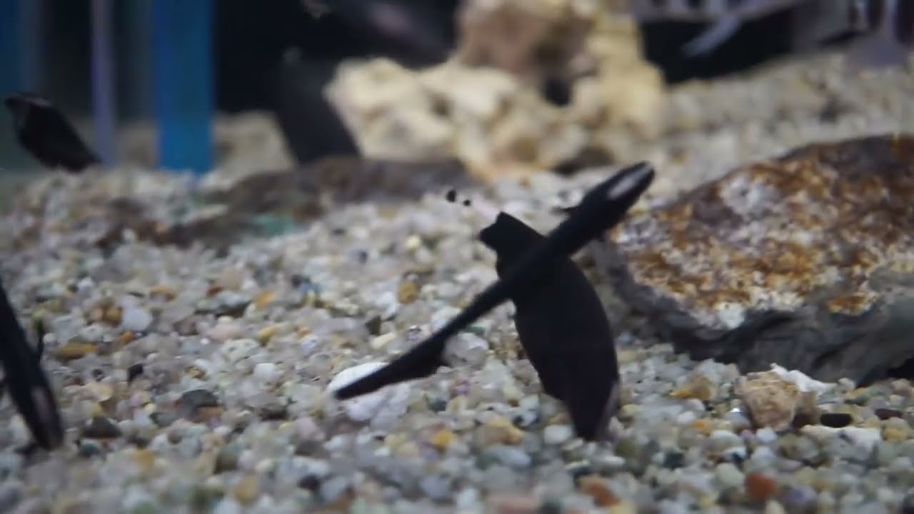 블랙고스트(black ghost knife fish) - YouTube