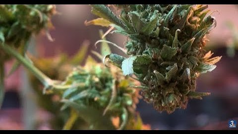 Medical Marijuana Quality Control