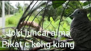 pikat merbuk suara katok banir