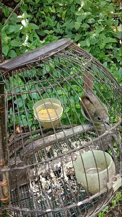 🔴burung pikat tledekan bambu #short ||