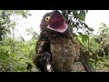 Исполинский Козодой и Кукабарра! Невероятные птицы которые могут напугать