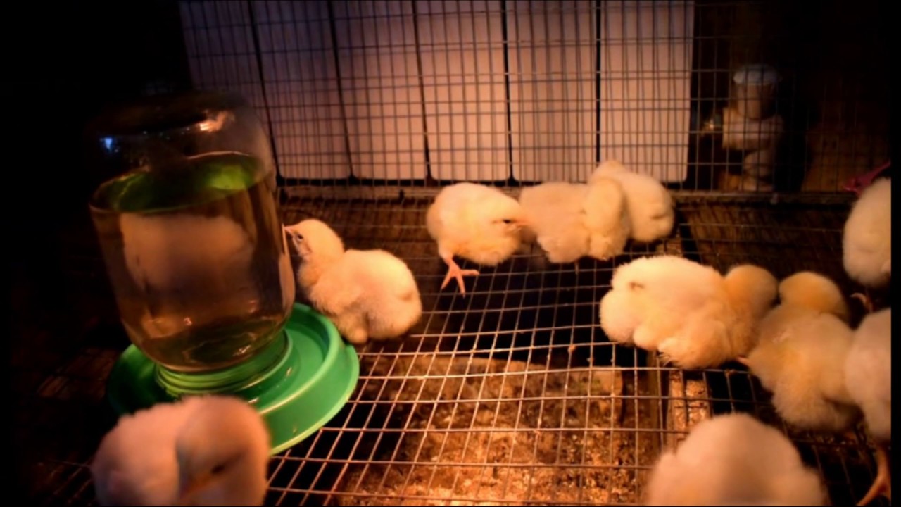 Чем поить цыплят в первый день жизни. Пропаивать курей. Процесс окраски цыплят внутриэ. Суточных цыплят сразу на подстилку по лампу. Идеи для самостоятельного разведения цыплят в домашних условиях.