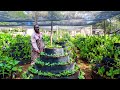 Richest organic storey garden farmer  simple thinking but rich pockets