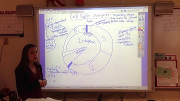 Cell cycle checkpoints
