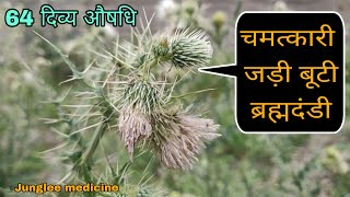चमत्कारी वनस्पति ब्रह्मदंडी के अद्भुत फायदे और पहचान/Brahmadandi