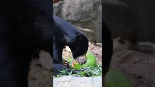 International Sun Bear day
🍉 + 🐻 = 💚
Happy International Sun Bear Day!
We’re celebrating this incredible species with Mary, Taronga’s resident Sun Bear, enjoying a juicy watermelon lunch.
Come visit Mary this International Sun Bear Day!
#ForTheWild #SunBear #Watermelon #TarongaZoo #Sydney International Sun Bear day