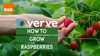 Grow your own fruit salad | B&Q x Verve