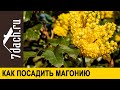 Что такое магония и как её посадить - 7 дач