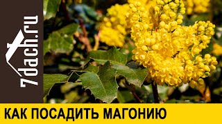 Что Такое Магония И Как Её Посадить - 7 Дач