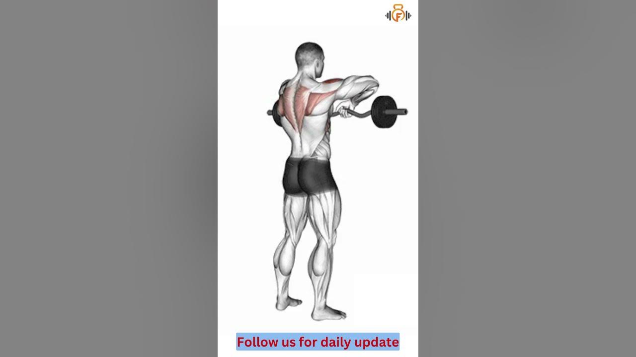 EZ Bar Upright Row, Primary muscle group(s)Medial Delts, Biceps, Traps