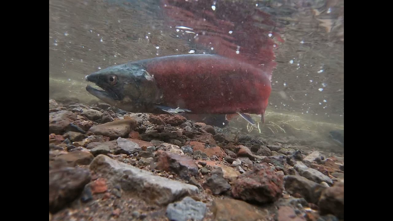 2021 fall salmon run fish lake Utah