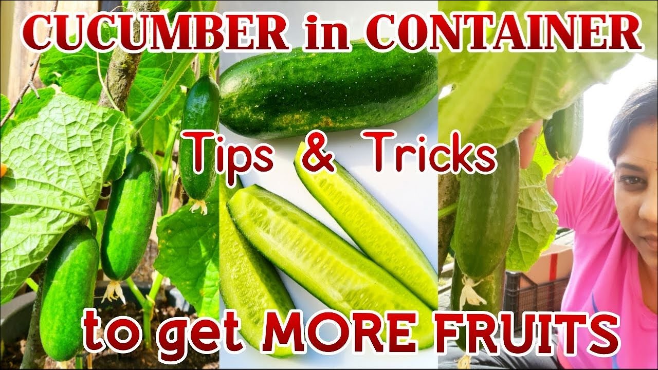 How to grow and taking care of cucumbers in container Easy Tips and