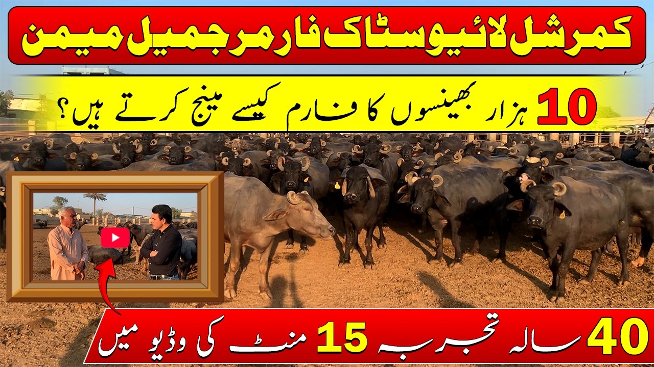 Best management practices at livestock farms by Jamil Memon| Commercial buffalo farming|بھینس فارمنگ