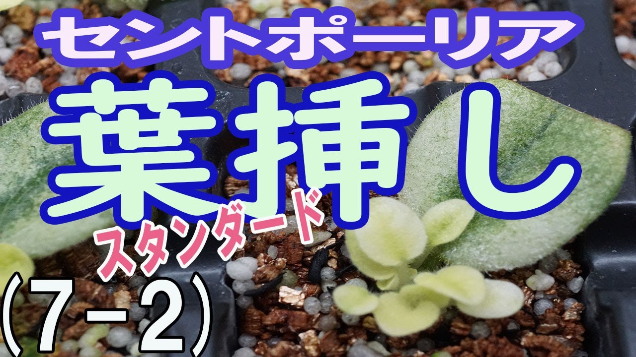 セントポーリアの葉挿し（7-2）スタンダード品種の新芽を分離して