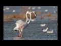 Fighting Flamingos 4fps