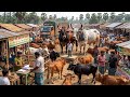 Big Bull unloading 2026, cow unloading, cow videos, cow video, animal, big cow, Cow video Part :03