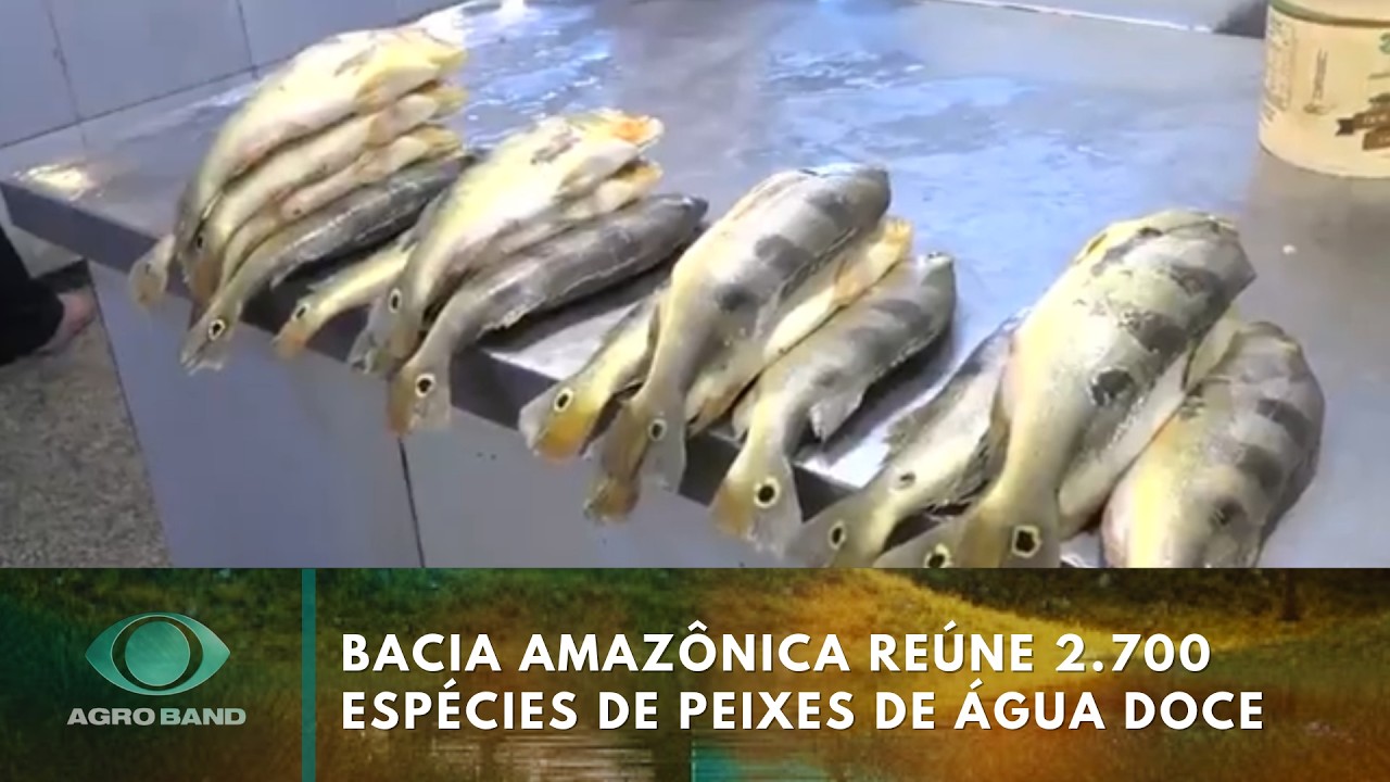 Bacia Amazônica reúne 2.700 espécies de peixes de água doce | Agro Band