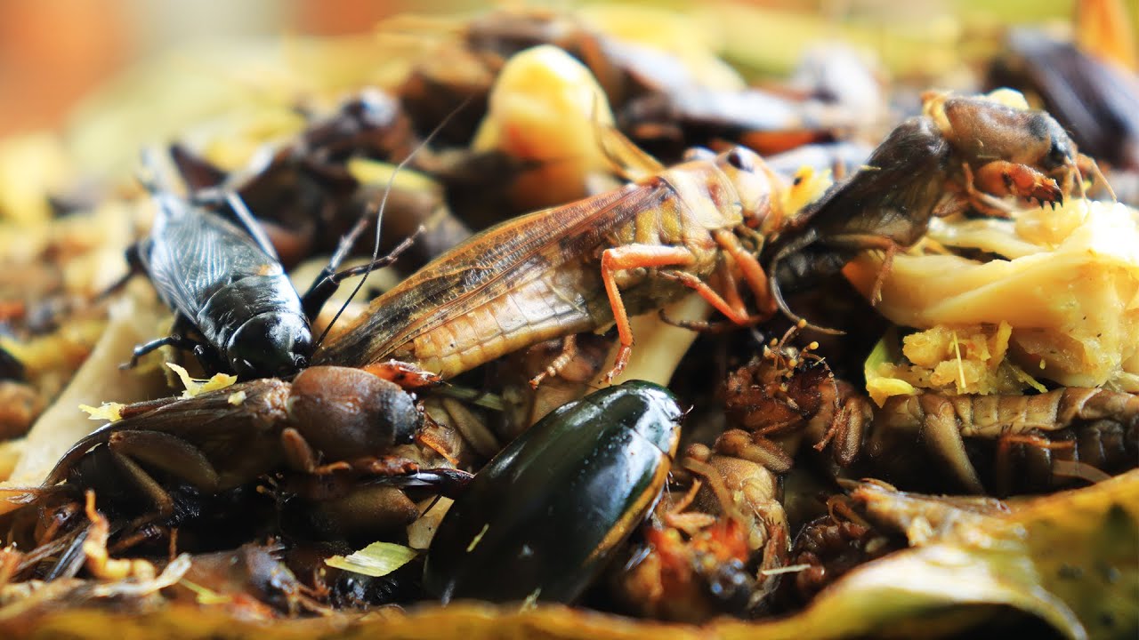 Grilled Insect WOW 😱 It's So Delicious Grill Insects (Grasshopper, Bug, Mole Cricket ...