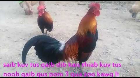 kuv 2 tug qaib yuav los tshiab qua zoo heev baj dib sai2 no lawm 25/1/2020