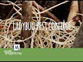Ladybug Pest Control