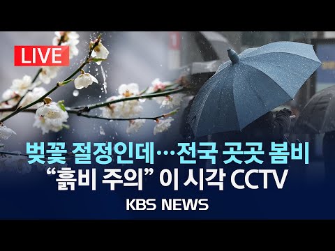 [LIVE][이 시각 <strong>CCTV</strong>] 벚꽃 절정인데…흙비 <strong>온다</strong>/2025년 4월 10일(목)/KBS
