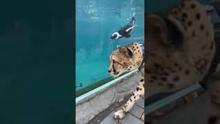 Cheetah Tom visits the penguins - Cincinnati Zoo #shorts