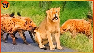 15 Crazy Moments! Hyena vs Lion The Biggest Battle In The Animal Kingdom | Animal World