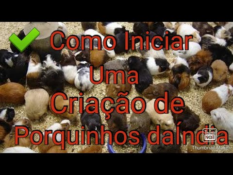 Vídeo: Porquinho Um Pouco Contra O Assédio Moral