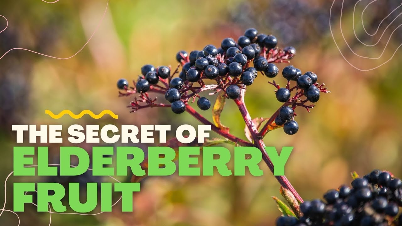 ELDERBERRY MEDICINAL USES AND HEALTH BENEFITS YouTube