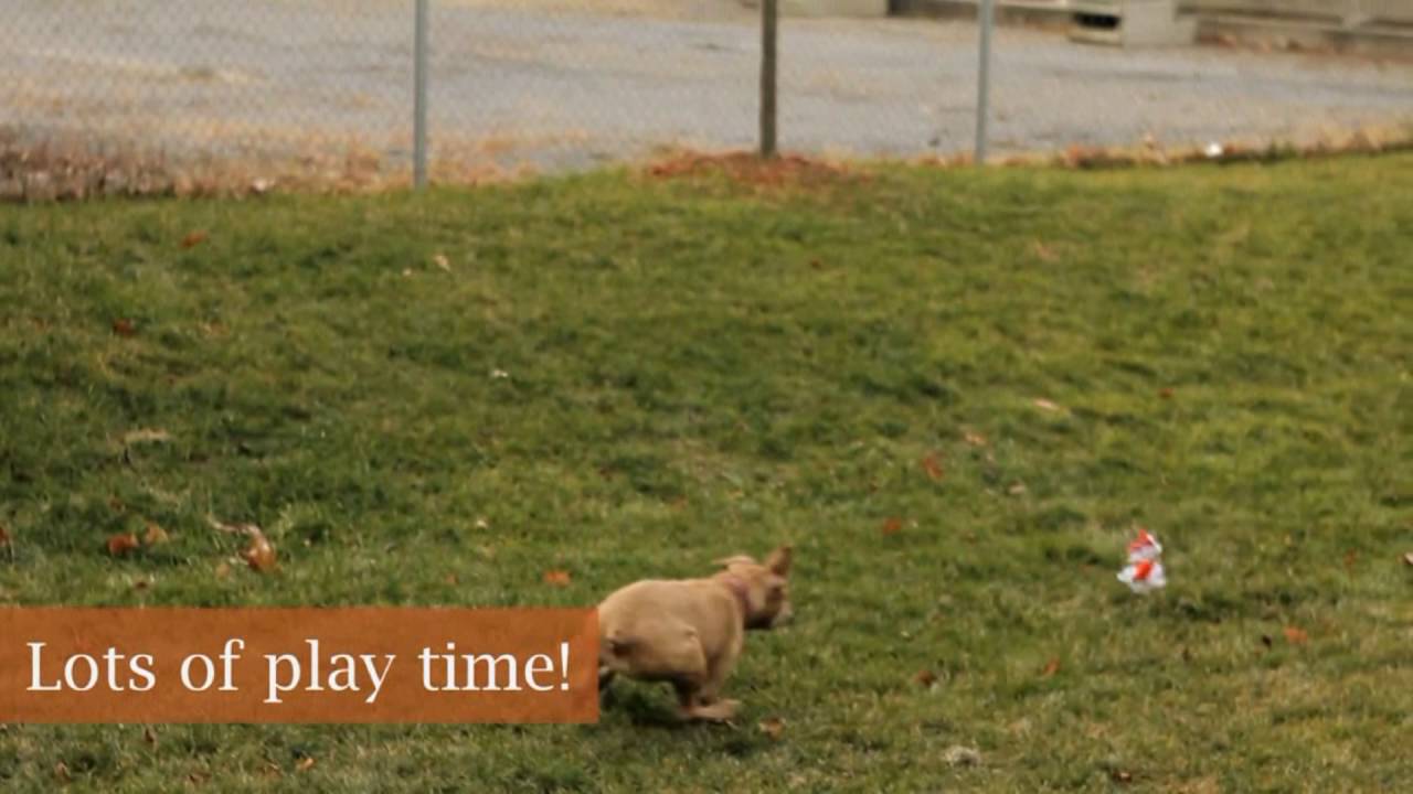 Ballston Spa Vet Pet Boarding YouTube