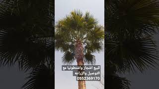 للبيع واشنطونيا جميع الاطوال مع التوصيل والزراعه الرياض _الخرج   0552369170