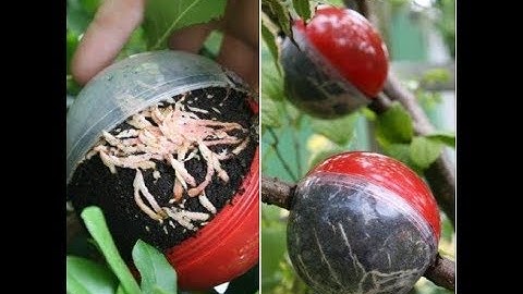 large cutting globe propagator / air layering / marcotting / propagating