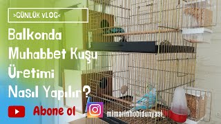 Balkonda Muhabbet Kuşu Üretimi Yapmak
