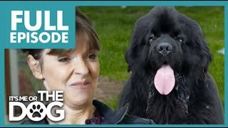 165LBS Newfoundland is Unaware of His Size | Full Episode | It's Me Or The Dog