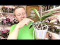 КАК ОМОЛОДИТЬ орхидею с воздушными корнями орхидеи и разделить на ДВЕ подробное видео