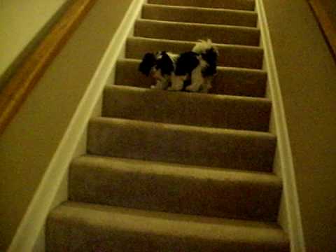 Joey Going Up and Down the Stairs