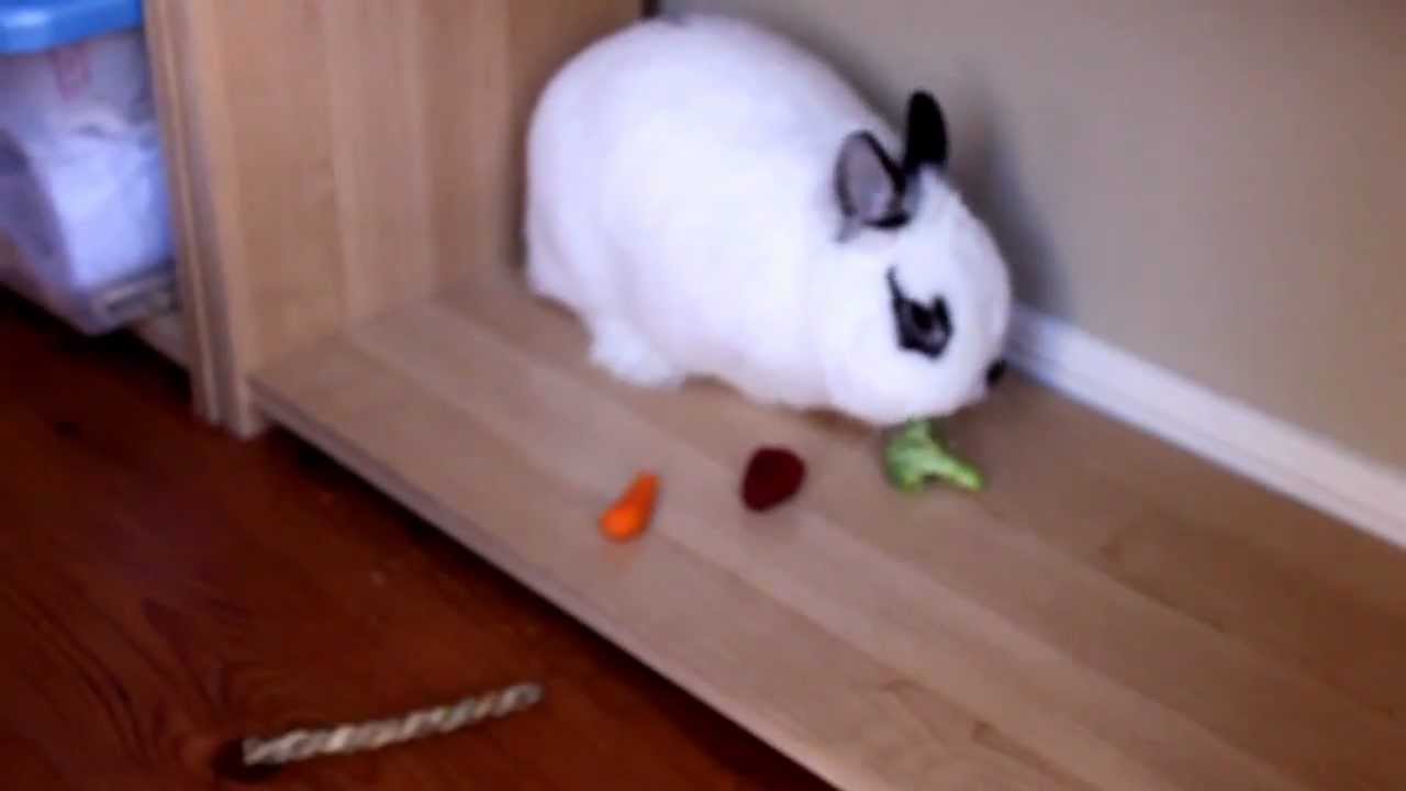 What do rabbits like to eat?