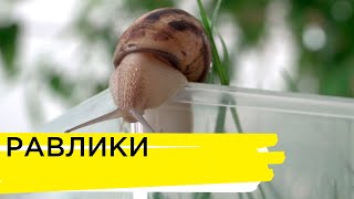 Наука | Равлики