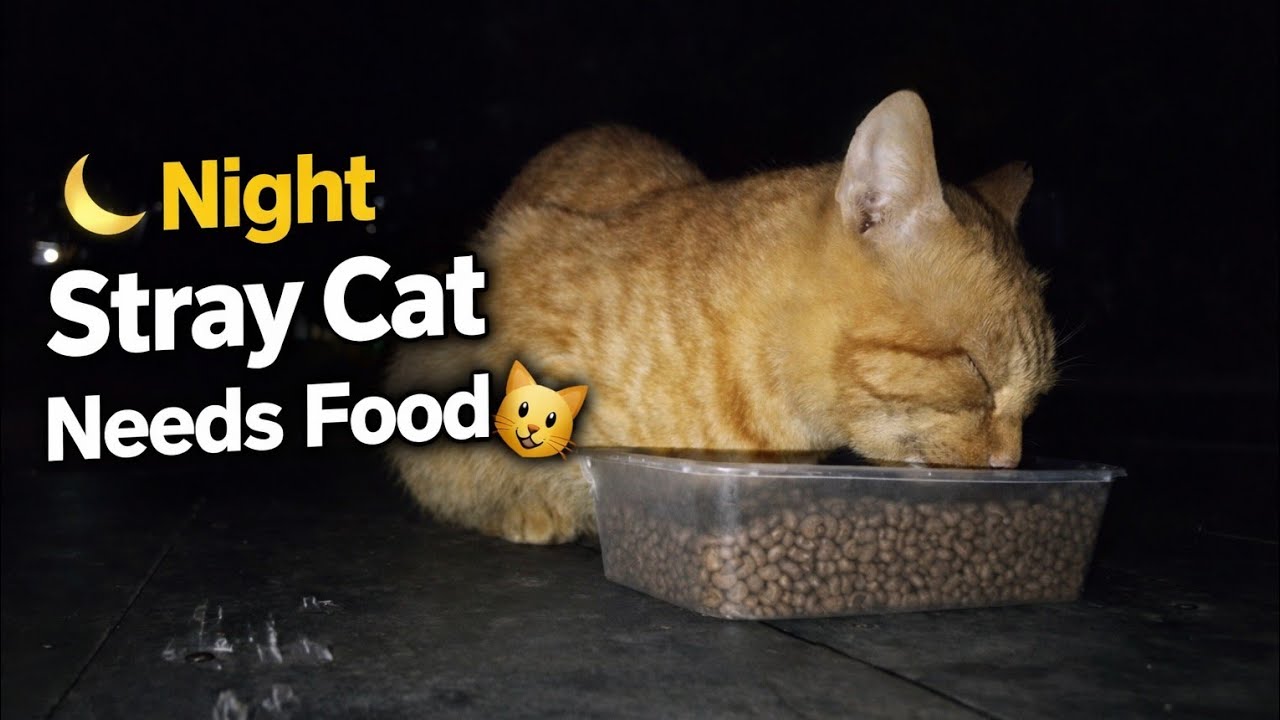 Night Stray Cat Needs Food 🌙🐱