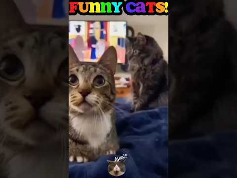 #shorts# funny cats and cute!!!🤣🤣🤣🐈#funny cats,funny,cats,cute cats,funny cat videos,funny cat#