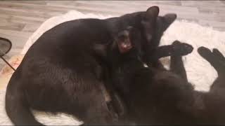 The Black brothers. Tender Paws: Brotherly Affection