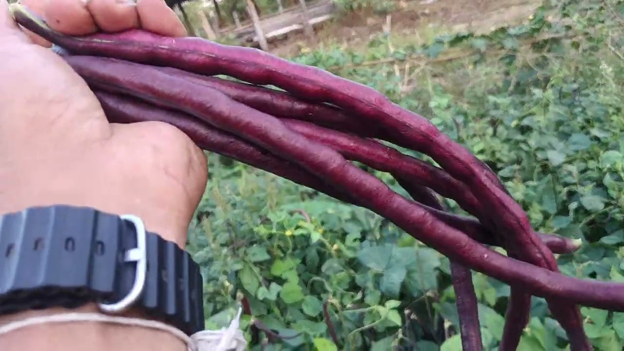 ชมสวนยามแลงพี่น้อง