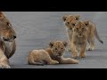 Cutest Lion Cubs Ever! Seen on Safari In Kruger Park by Shaun Etzebeth