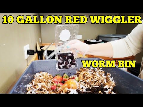 SIFTING Worm Castings + SHREDDING Bedding |10 Gallon Red Wiggler Worm Bin Fed | Vermicomposting