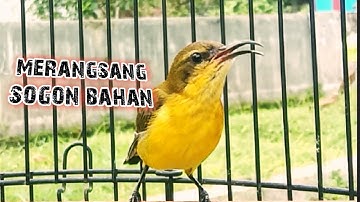 CRECET CRETCET SOGON IJOAN UNTUK MERANGSANG SOGON BUNYI #pancingansogonbunyi #sogonijoan #sogonbahan