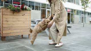 The dog plays with his girlfriend